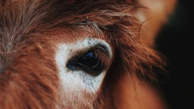 Horse eye mane eyelashes 4k wallpaper