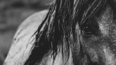 Horse eyes mane bw 4k wallpaper