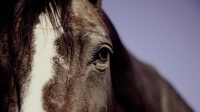 Horse eyes mane 4k wallpaper