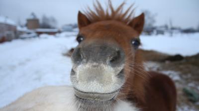 Horse face nose 4k wallpaper