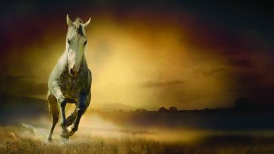 Horse freedom night fiel 4k wallpaper