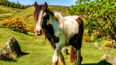 Horse grass beautiful nature 4k wallpaper
