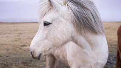 Horse mane muzzle 4k wallpaper