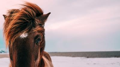 Horse muzzle mane eyes 4k wallpaper
