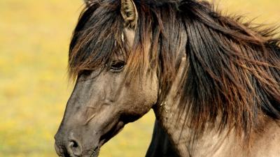 Horse muzzle mane profile 4k wallpaper