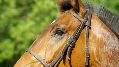 Horse profile mane bridle 4k wallpaper
