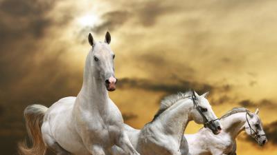 Horse race freedom grass dust sky 4k wallpaper