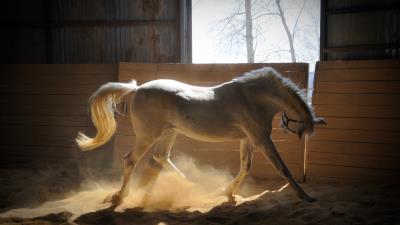 Horse stables dust color 4k wallpaper