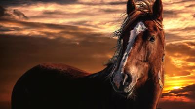 Horse sunset mane sky wind 4k wallpaper