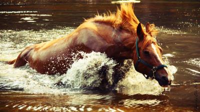 Horse water spray wav 4k wallpaper