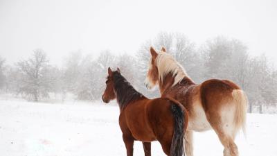 Horse winter snow couple 4k wallpaper
