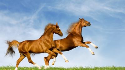 Horses couple nature jump summer 4k wallpaper