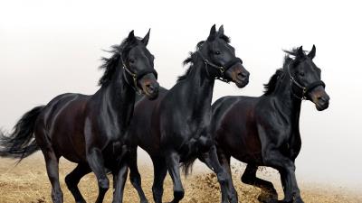 Horses stallions three movement 4k wallpaper
