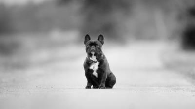 Hound breed black and white road asphalt 4k wallpaper