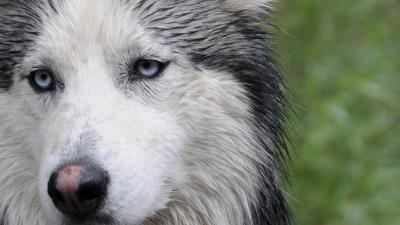 Husky dog face wet 4k wallpaper