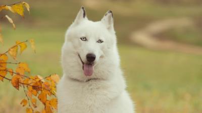 Husky dog forest tree branch autumn 4k wallpaper