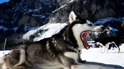 Husky dog jaws snow 4k wallpaper