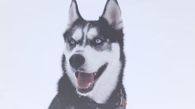 Husky dog muzzle blue eyed 4k wallpaper