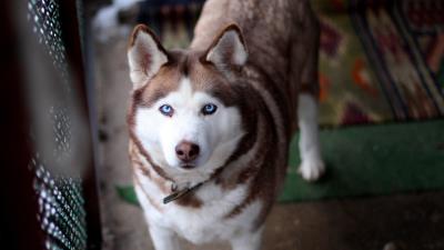 Husky dog muzzle eyes collar 4k wallpaper