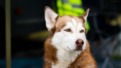 Husky dog muzzle eyes spotted 4k wallpaper