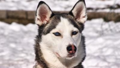 Husky dog muzzle snow 4k wallpaper