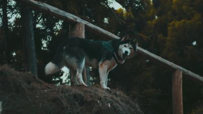 Husky dog walk stand 4k wallpaper