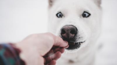 Husky dog white 4k wallpaper