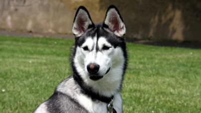 Husky grass spotted muzzle dog 4k wallpaper