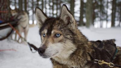 Husky muzzle dog blue eyed 4k wallpaper