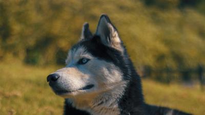 Husky muzzle dog blur 4k wallpaper