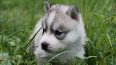 Husky puppy face grass si 4k wallpaper