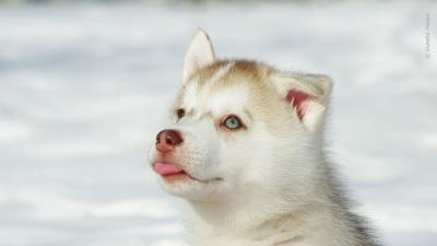 Husky puppy snout brigh 4k wallpaper