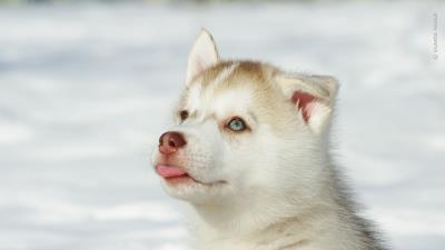 Husky puppy snout bright 4k wallpaper