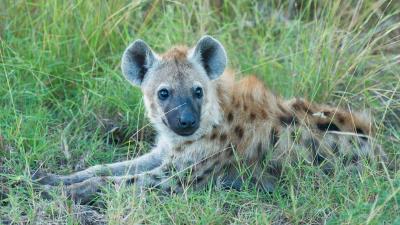 Hyena predator muzzle grass lies 4k wallpaper