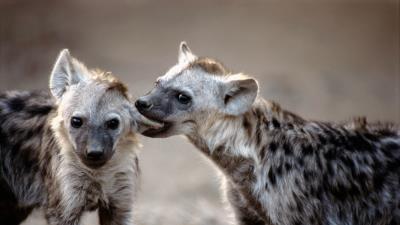 Hyenas couple predators 4k wallpaper