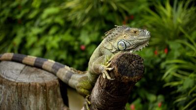 Iguana chameleon lizard image 4k wallpaper