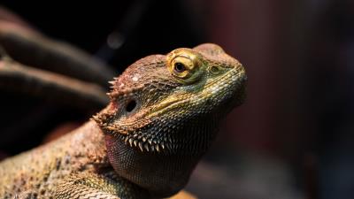 Iguana chameleon lizard 4k wallpaper