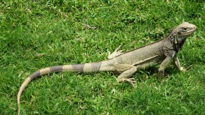 Iguana grass lizard 4k wallpaper