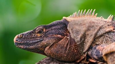Iguana lizard face color reptil 4k wallpaper