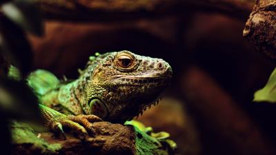Iguana lizard reptile muzzle 4k wallpaper