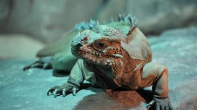 Iguana lizard reptile shadow 4k wallpaper