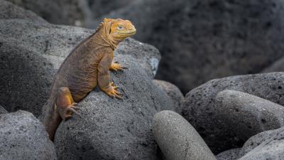 Iguana lizard reptile 4k wallpaper