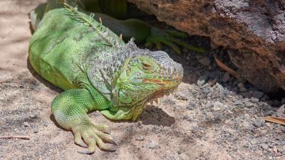Iguana reptile lizard color 4k wallpaper