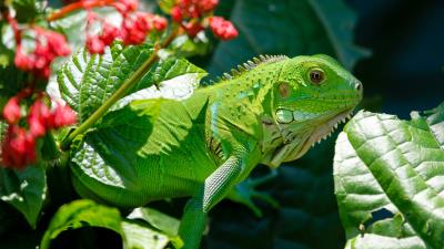 Iguana reptile lizard flower leaf 4k wallpaper
