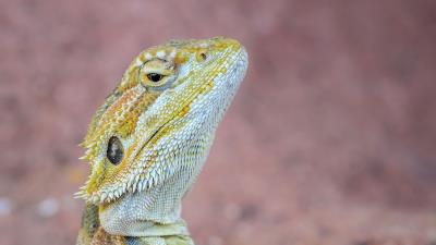 Iguana reptile lizard image 4k wallpaper