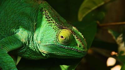 Iguana reptile lizard 4k wallpaper