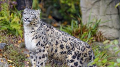 Irbis snow leopard animal 4k wallpaper