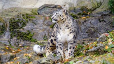 Irbis snow leopard big cat image 4k wallpaper