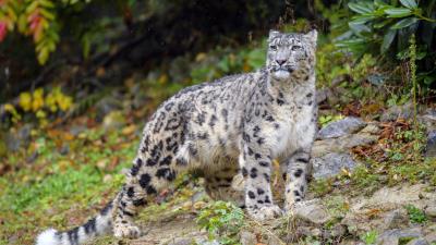 Irbis snow leopard big cat picture 4k wallpaper
