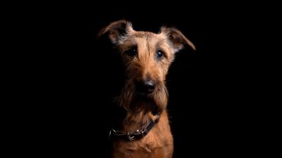 Irish terrier dog muzzle 4k wallpaper